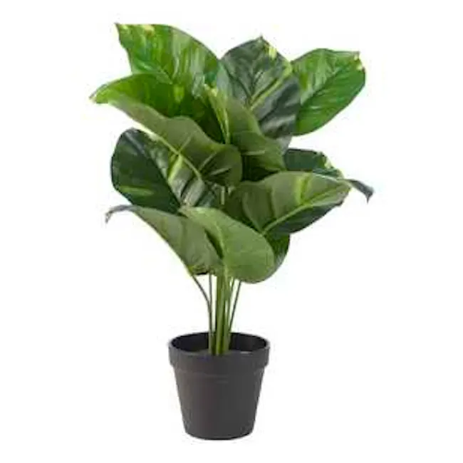 Artificial Dieffenbachia - Green - 3