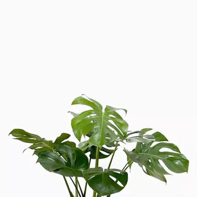 Monstera Deliciosa - Large - 2