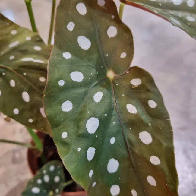 Begonia maculata (Polka-dot Begonia) in Ø15CM Pot - 3