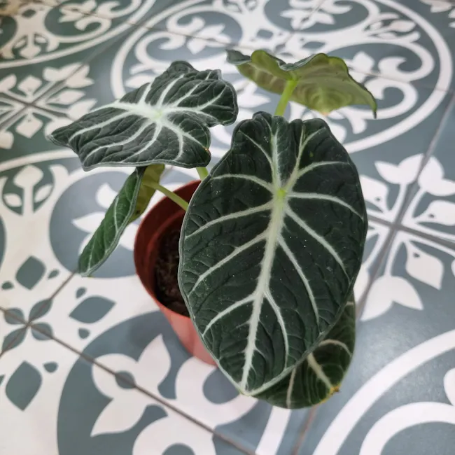 Alocasia Ninja in Ø10CM Pot - 4