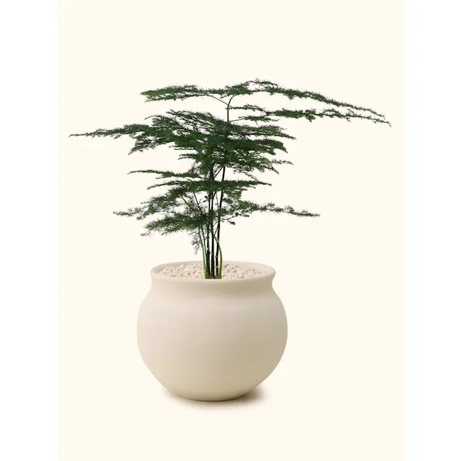 Asparagus Fern — Soilboy - 7