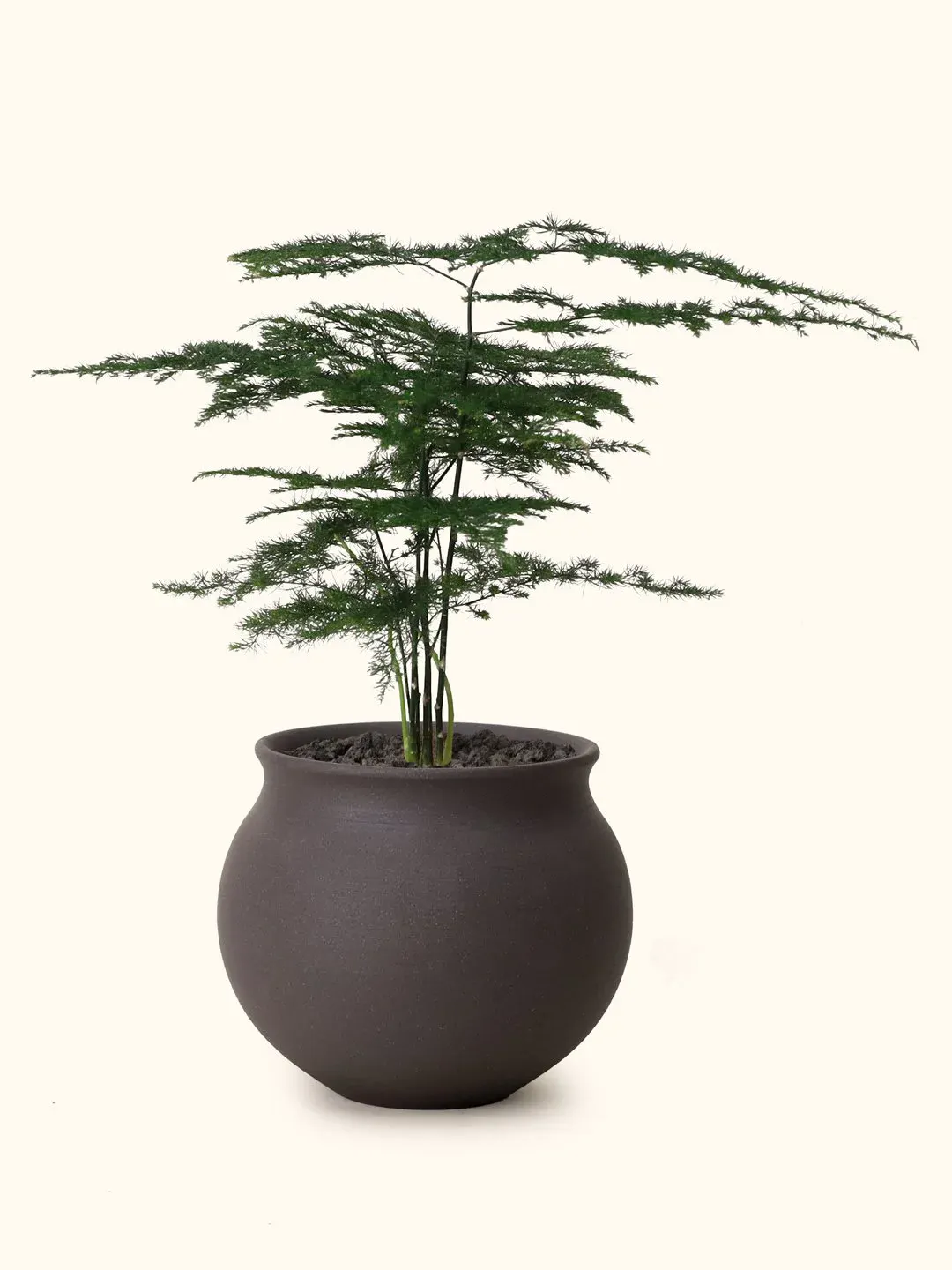 Asparagus Fern — Soilboy - 7