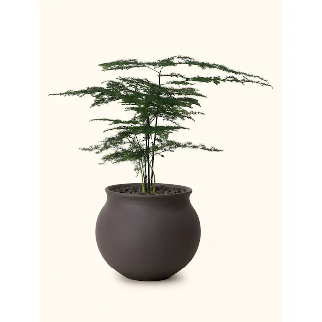 Asparagus Fern — Soilboy - 8