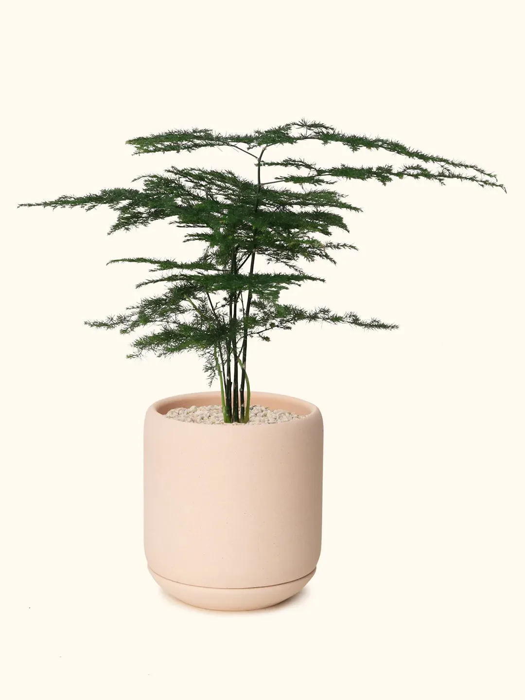 Asparagus Fern — Soilboy - 9