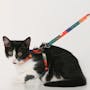 Pidan Cat Harness with Matching Leash - Abstract - 1