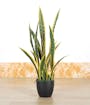 Potted Faux Snake Plant 70 cm - 3