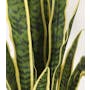 Potted Faux Snake Plant 70 cm - 4