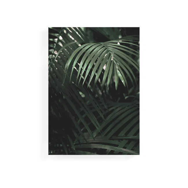 Florae Art Print on Stretched Canvas 50cm by 70cm - Areca Palm - 1 - Green palm leaves, dappled sunlight, intricate vein