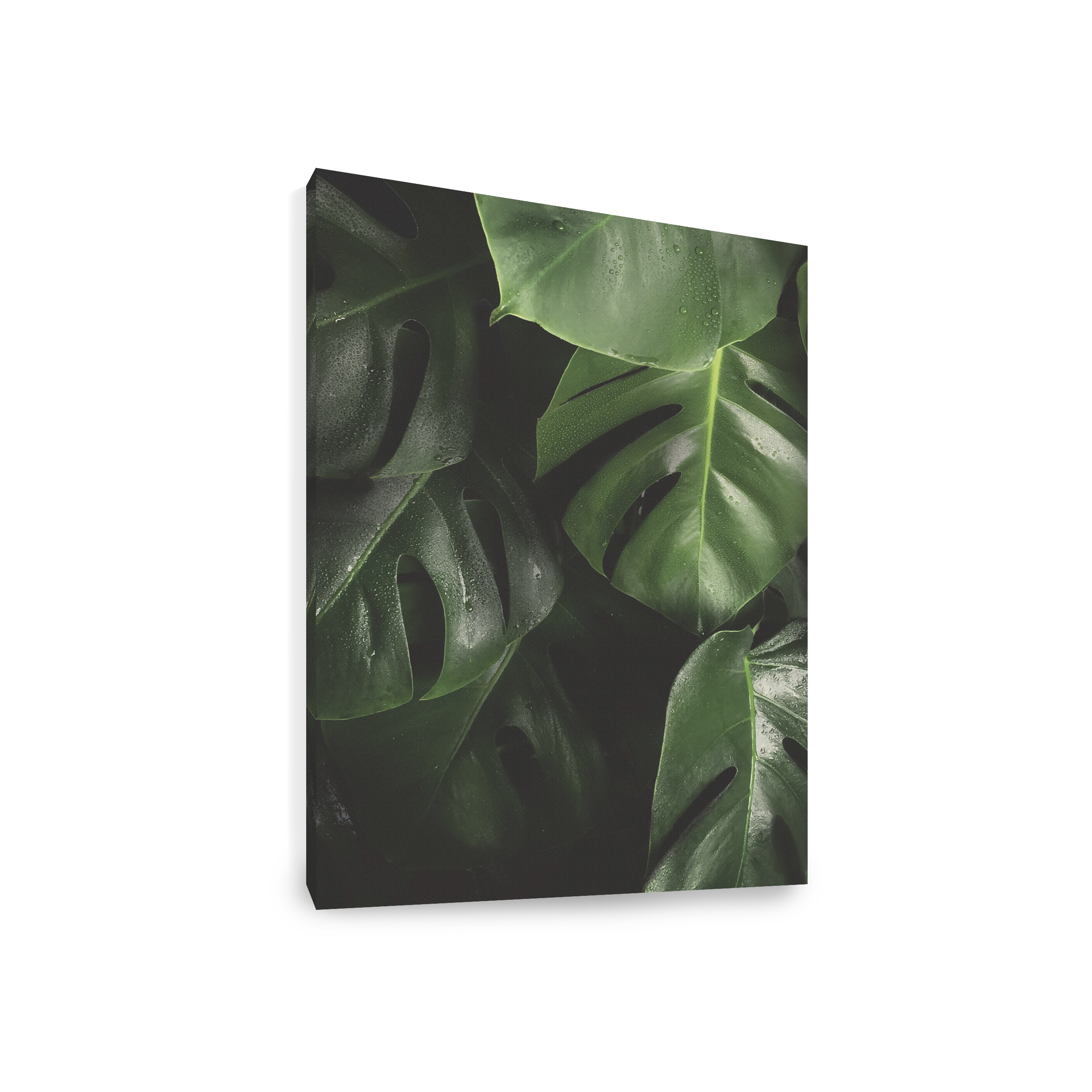 Florae Art Print on Stretched Canvas 50cm by 70cm Monstera, Canvas