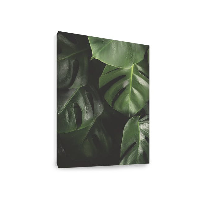 Florae Art Print on Stretched Canvas 50cm by 70cm - Monstera - 1