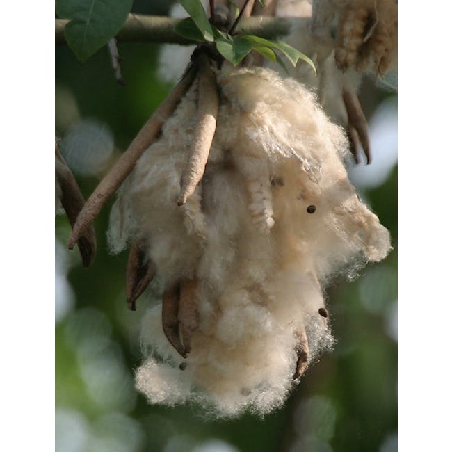 Hillcrest Organic Cotton Bolster - 1