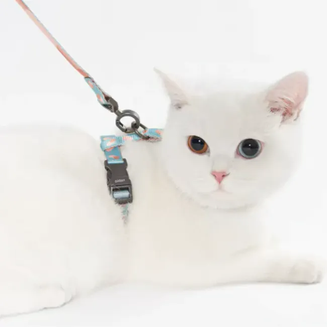 Pidan Cat Harness with Matching Leash - Dotty - 3 - White fluffy cat, large expressive eyes, pink nose, blue and orange