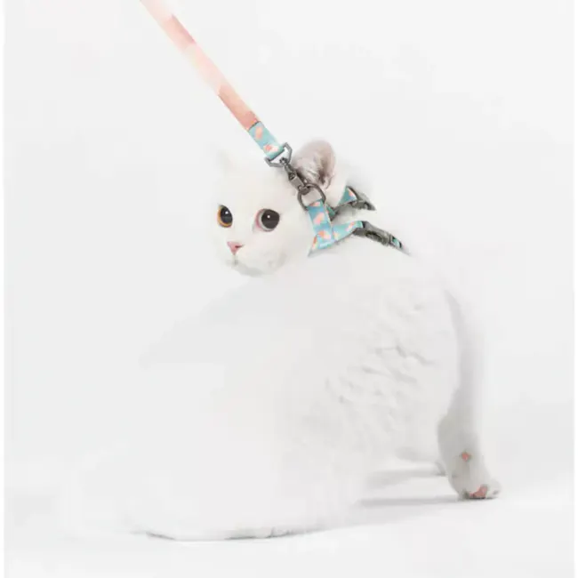 Pidan Cat Harness with Matching Leash - Dotty - 2 - Snowy white cat, fluffy fur, large eyes, blue and white harness, playful