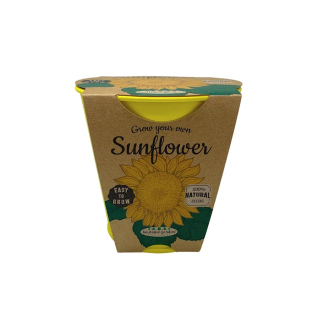 Pastel Coloured Pot With Chalk: Sunflower - 2