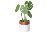 Monstera Coaster Plant with Magnetic Leaves - Army Green