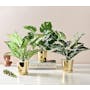 Faux Philendron in Brass Planter - 4
