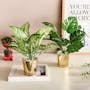 Faux Philendron in Brass Planter - 3