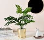 Faux Philendron in Brass Planter - 5