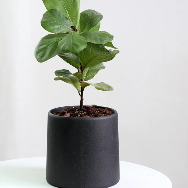 Oliver Black Speckled Cylinder Pot with Saucer - Small - 2 - Green, leafy, healthy, potted plant, indoor plant, indoor