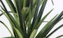 Potted Faux Yucca Tree 160 cm - 4