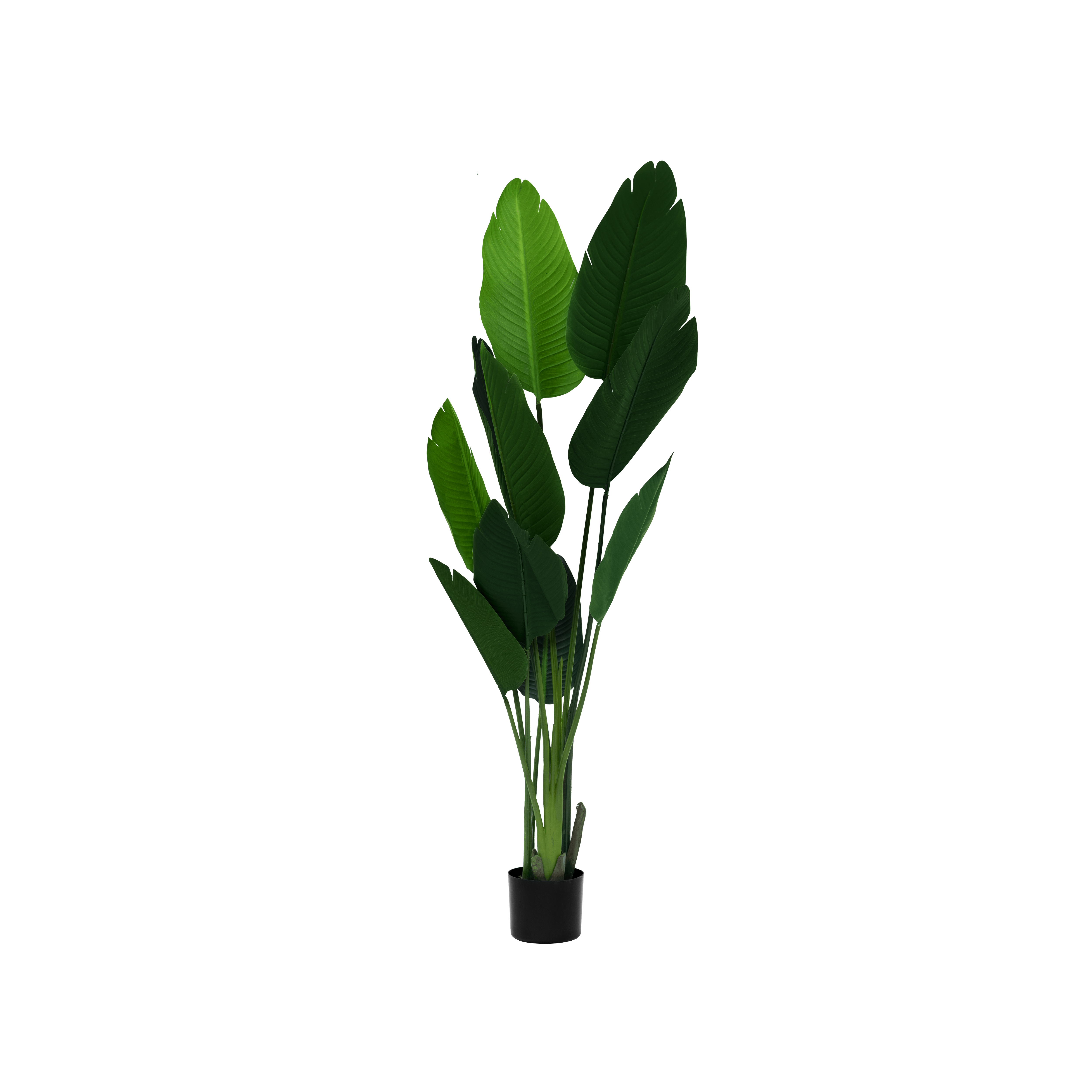 Buy Plants Flowers Online In Singapore Hipvan