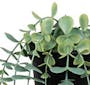 Eucalyptus Vine Plant - Pale Green - 4