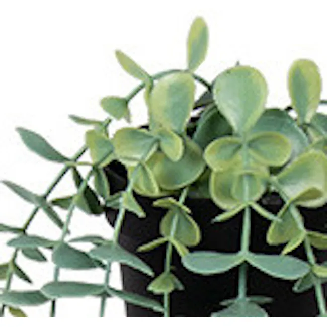 Eucalyptus Vine Plant - Pale Green - 5 - succulent green plant, trailing plant, indoor plant, potted plant, indoor foliage