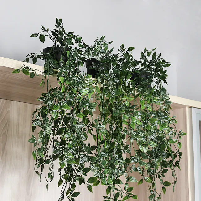 Philodendron Vine Plant - 4 - Green trailing plant, hanging from ceiling, indoor setting, modern decor, indoor plants