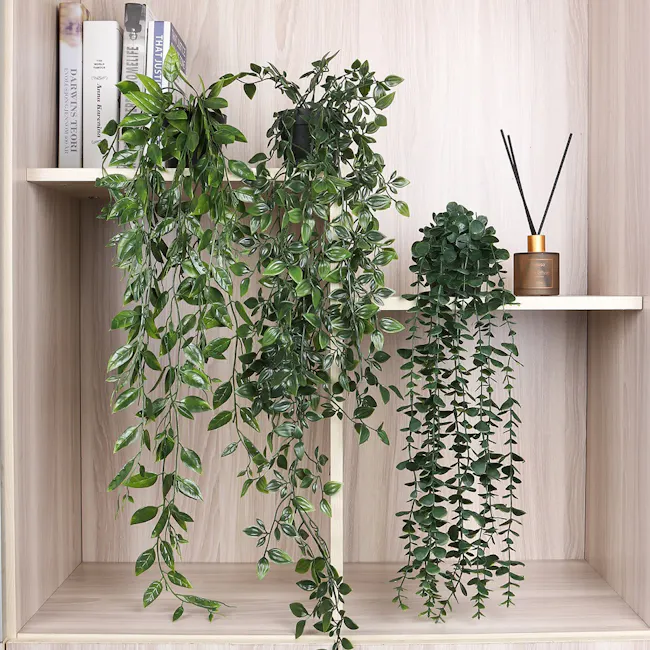Philodendron Vine Plant - 5 - Green trailing plants, indoor plant display, modern decor, indoor greenery, indoor plants