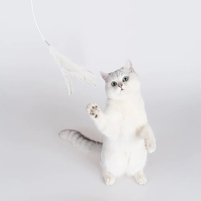 Pidan Extended Cat Teaser - Grey - 2 - White fluffy cat with large green eyes, standing on hind legs, reaching up to catch a
