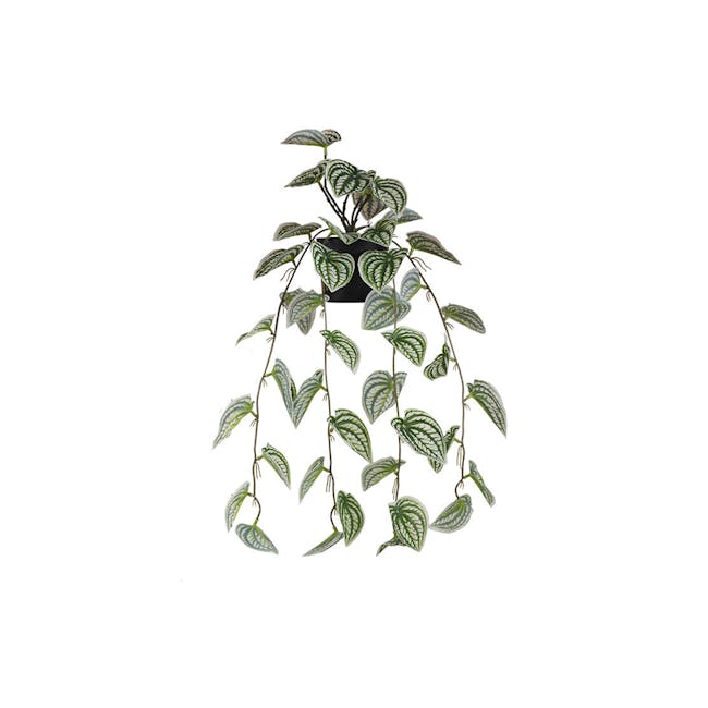 Peperomia Vine Plant - 0