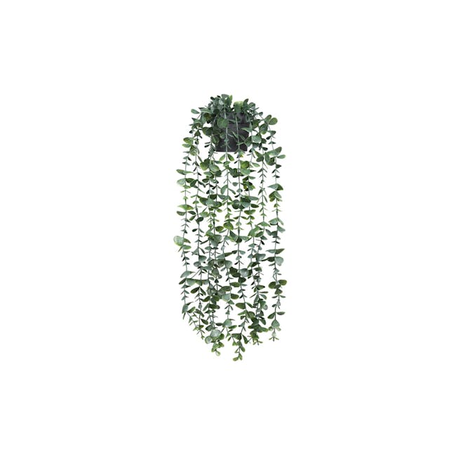 Eucalyptus Vine Plant - 0
