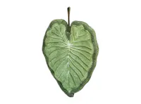 Philodendron Leaf Drying Hand Towel