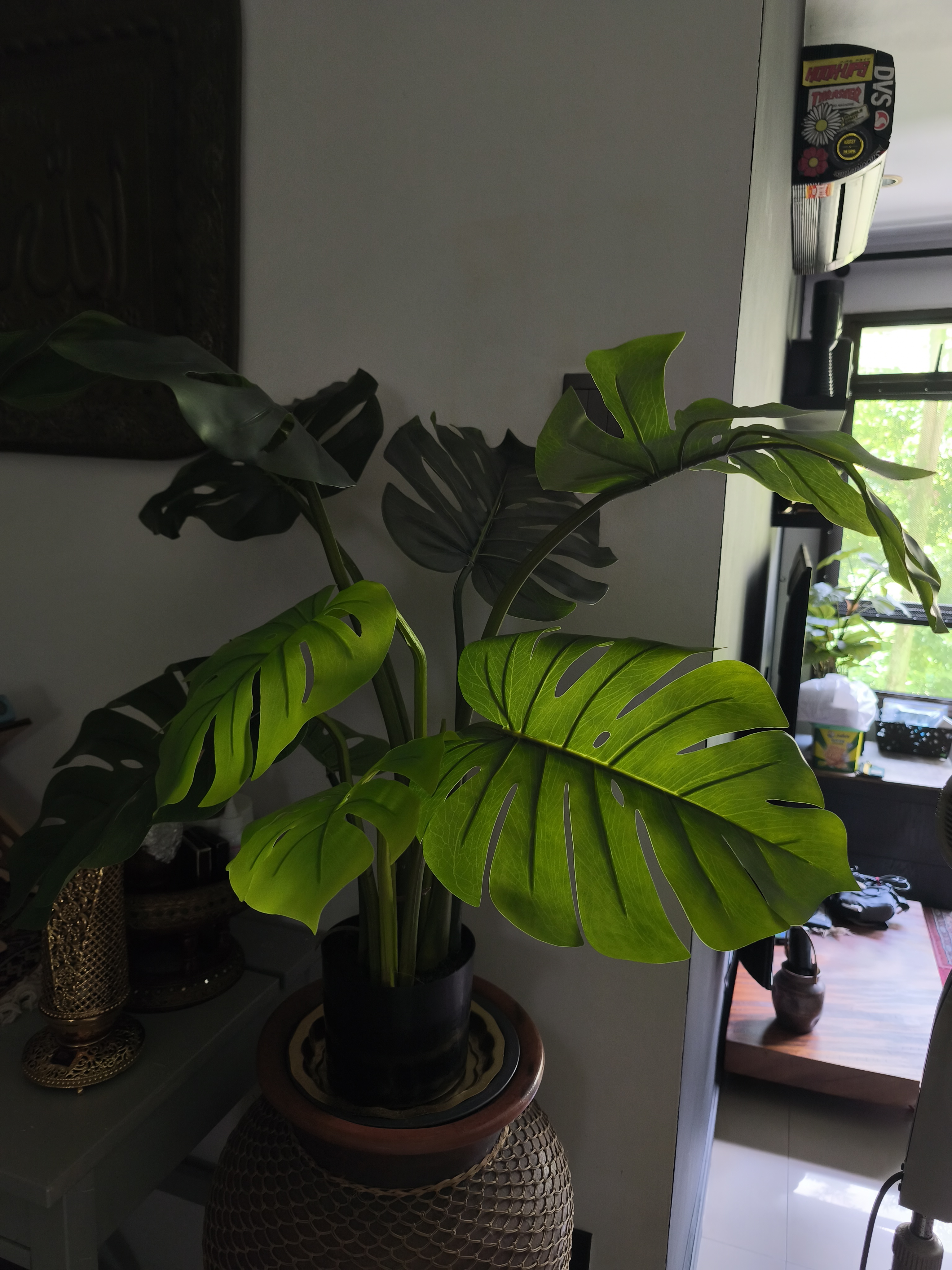 Customer home photo 8: Love this plant.