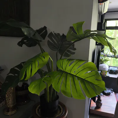 Customer home photo 8: Love this plant.