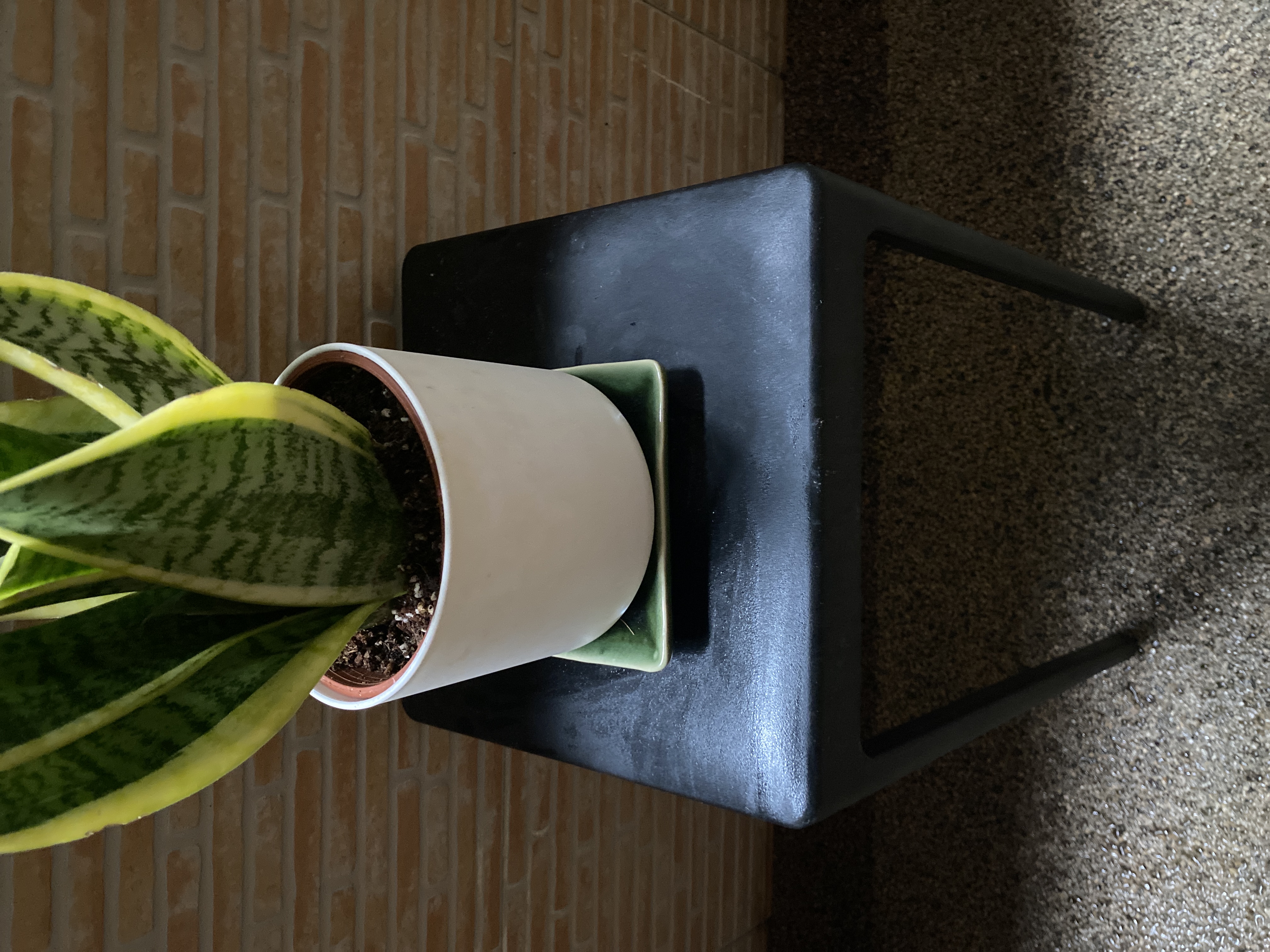 Customer home photo 3: This is a winner on every level: price, quality, durability and stability. Used it as a stool for my pretty sansevieria. Perfect!