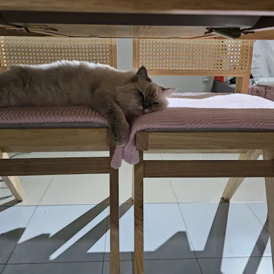 Customer home photo 2: Comfortable seating - our fur baby approved!
