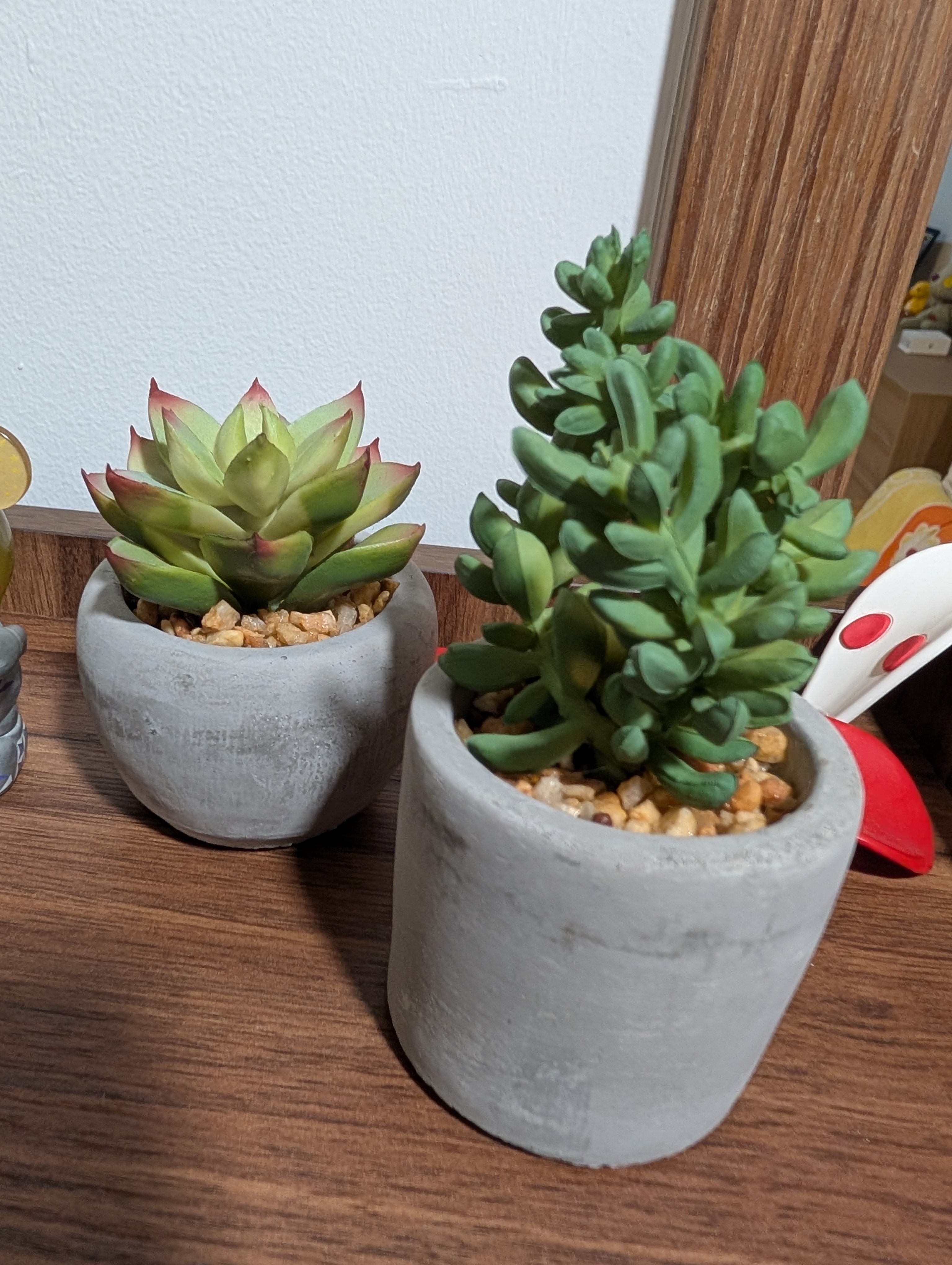 Customer home photo 1: lovely tiny pot of green.