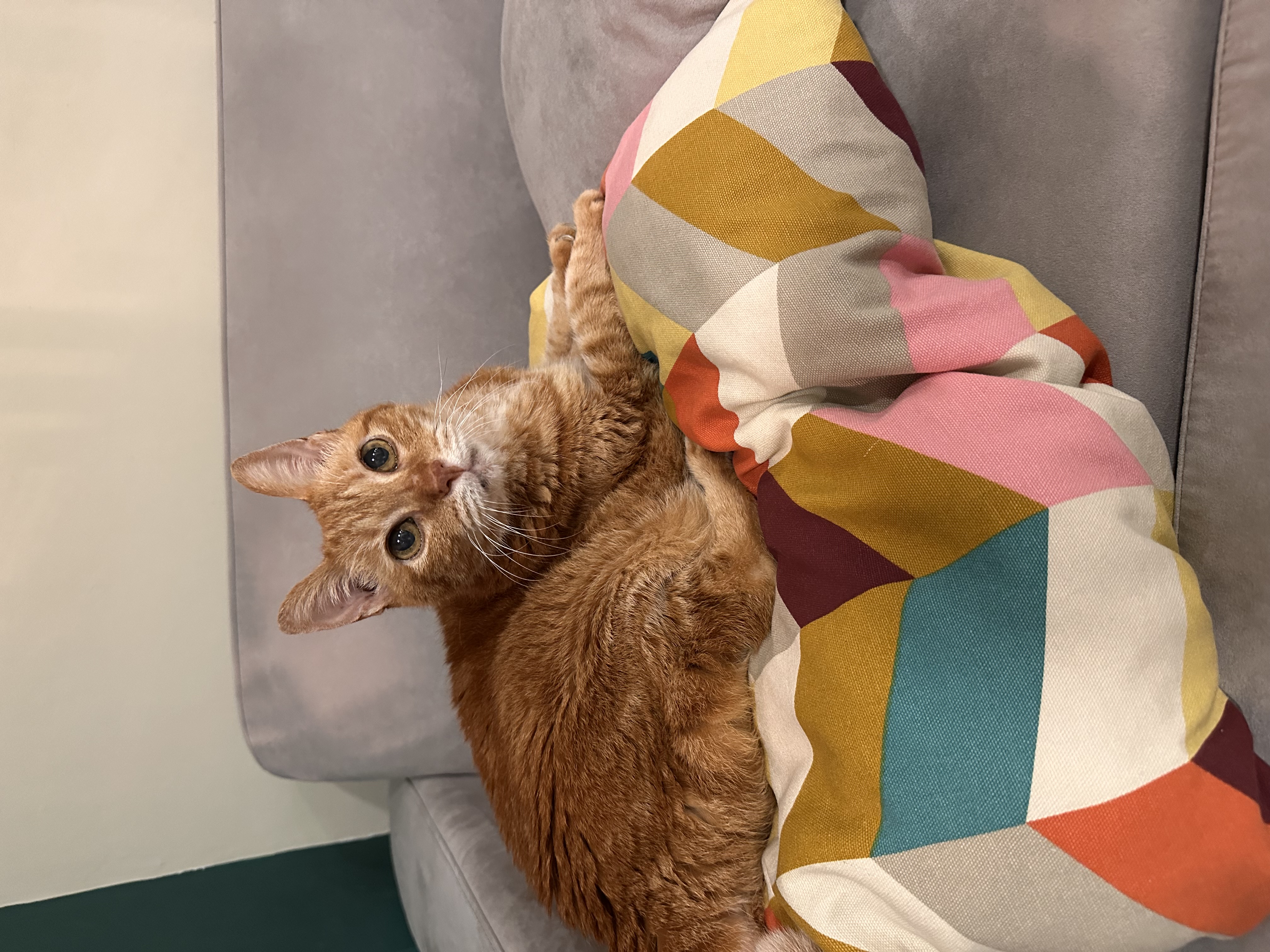 Customer home photo 1: Sofa set fits nicely at home.. nice colour & it compliment to my home very well. Even my cat loves the new sofa . Kudos on the great design