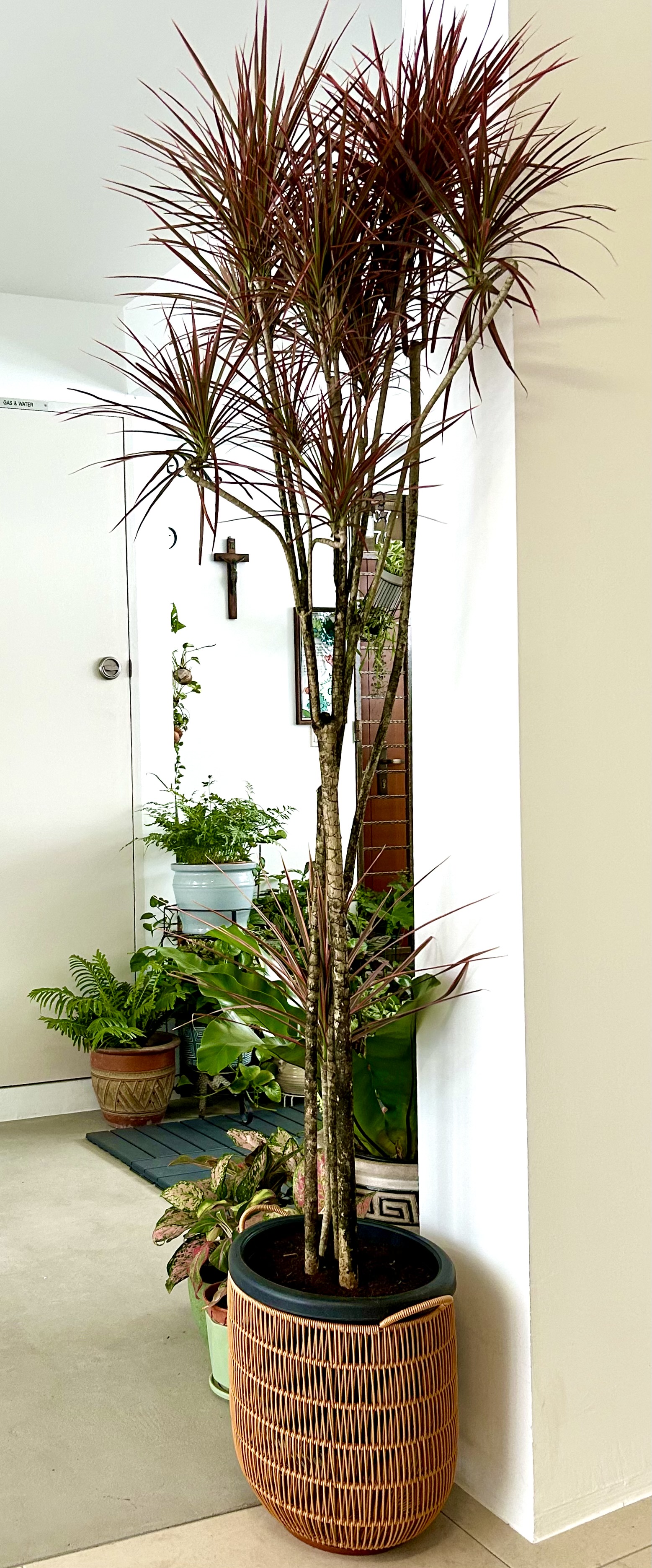 Customer home photo 3: 👍🏻 serves me well and it’s an added eye-catcher to my collection of plants