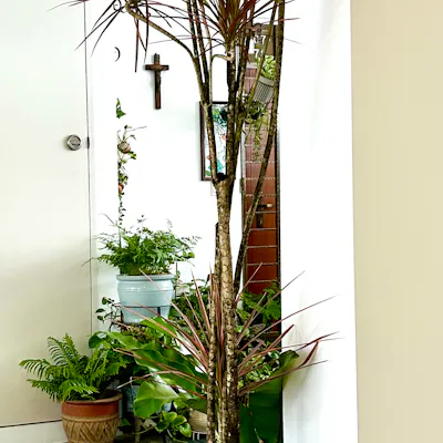 Customer home photo 3: 👍🏻 serves me well and it’s an added eye-catcher to my collection of plants