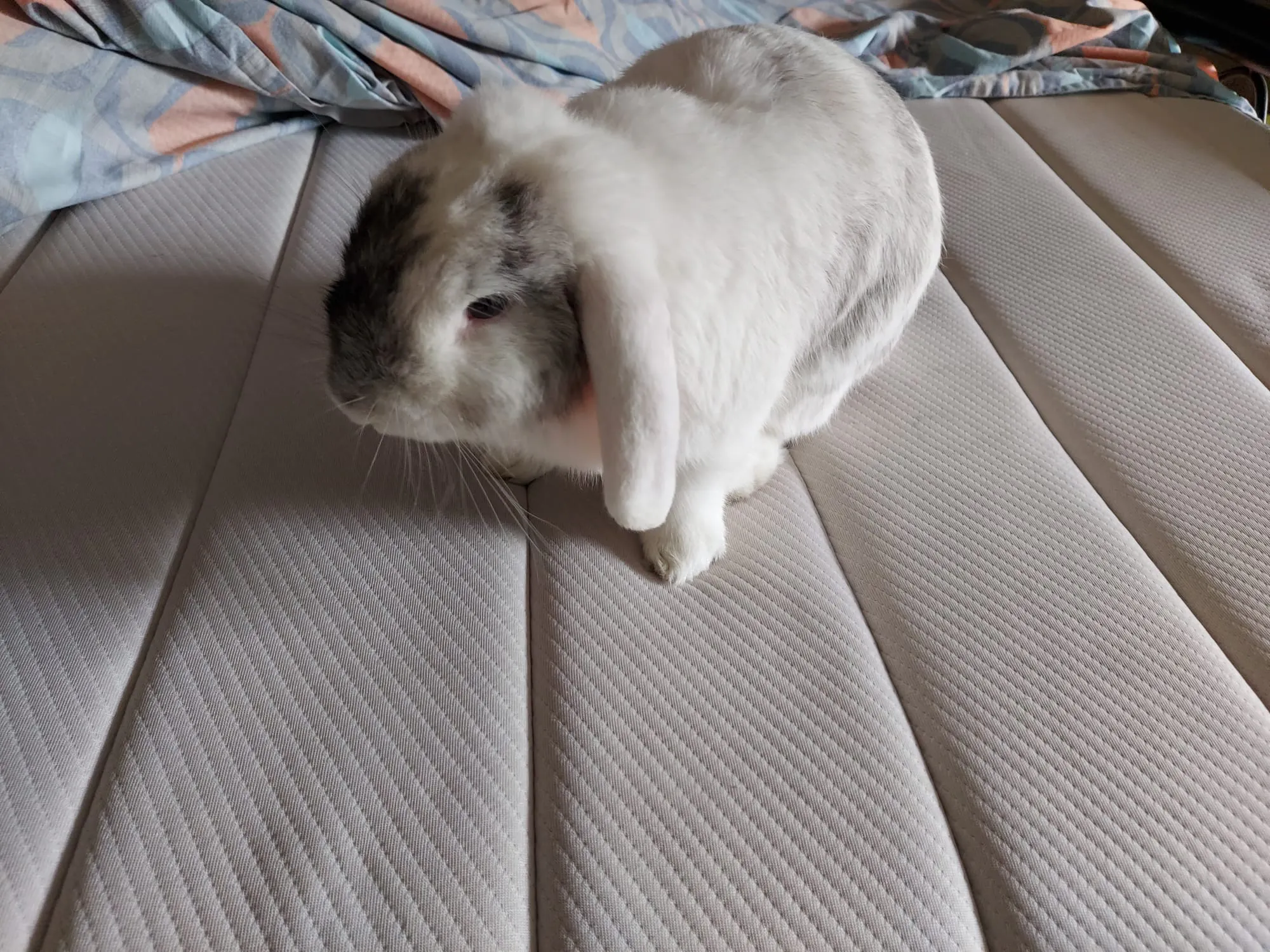 Customer home photo 27: Bought this mattress months ago for my parents, they are very appreciative of an affordable yet comfy mattress. Havent had any complaints, medium firm softness and great to snooze on. Even my bunny thinks its great to eat a snack on :D
