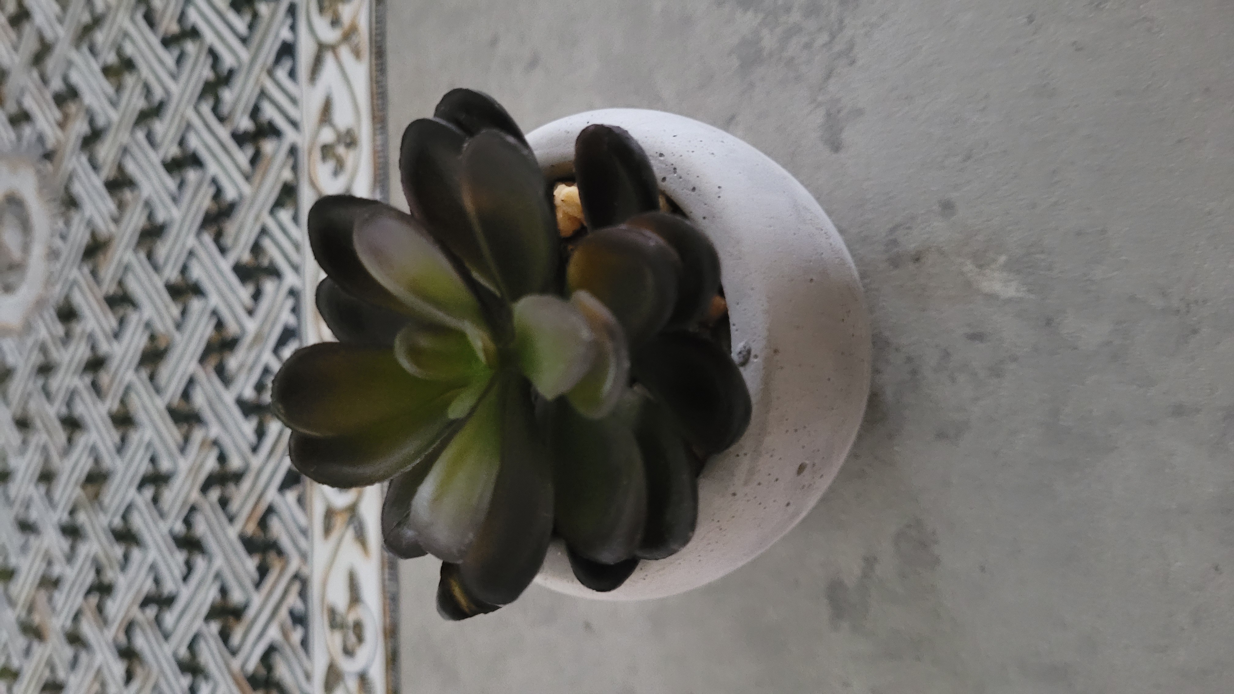 Customer home photo 6: Looks real!