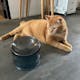 FURRYTAIL Fooddict Elevated Glass Feeding Bowl - Blue