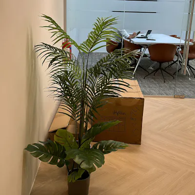 Customer home photo 10: good quality sturdy plants