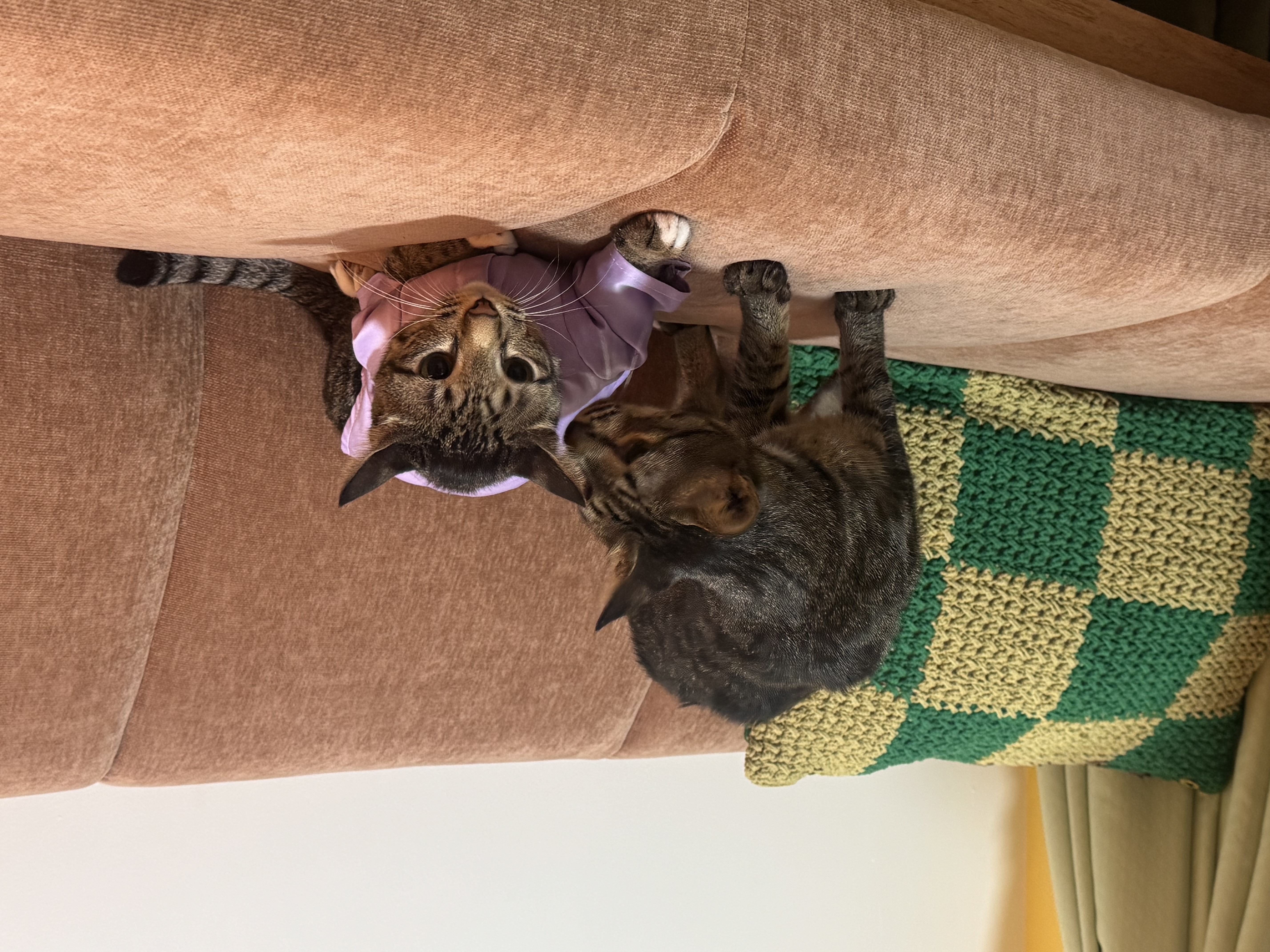 Customer home photo 1: Sturdy sofa!
Really great and comfortable. Able to fit 3 person which is amazing because usually at this size, sofa can only fit 2. 
My cats may scratch it sometimes but it doesn't tear or show any pull which is amazing!