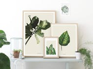 Shop Botanical Accents